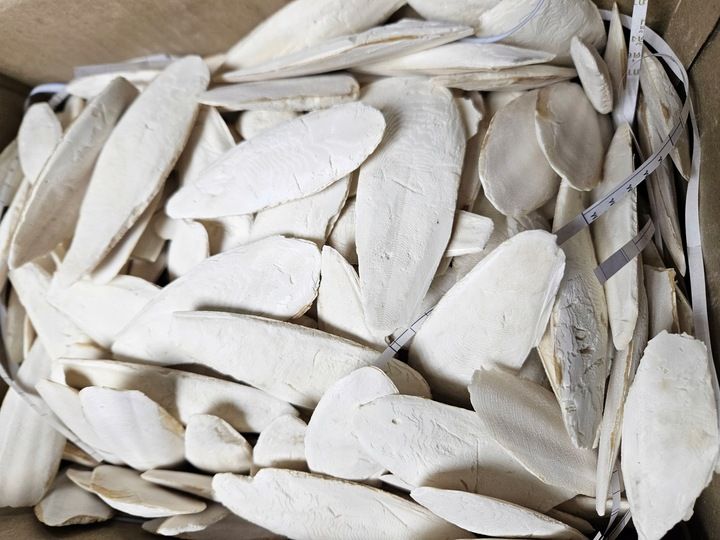 Sepia wapno dla papug 8-10cm 500g zdjęcie 1