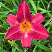 Liliowiec 'Cherry Cheeks' Różowy (Hemerocallis) Doniczka 2.0L