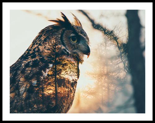 Plakat 65x50cm Sowi Duch na Arena.pl