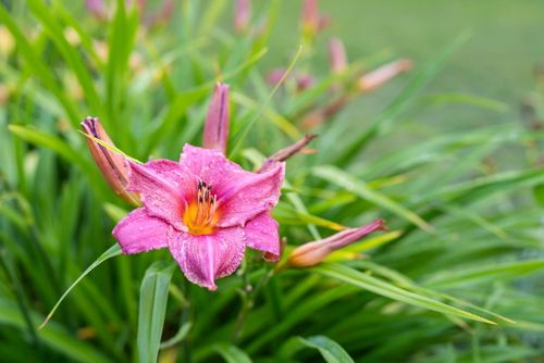 Liliowiec 'Summer Wine' Jasnoróżowy (Hemerocallis) Doniczka 2.0L na Arena.pl