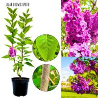 Lilak Ludwig Spath kwitnący lilak KRZEW 40-80 cm