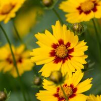 Nachyłek wielkokwiatowy ANDIAMO YELLOW RED Żółty Na letnie rabaty Sadzonki