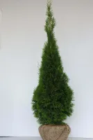 Tuja Szmaragd GĘSTA 160-170 cm Thuja Smaragd - Żywotnik zachodni