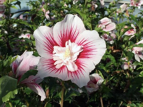 Ketmia syryjska Starburst Chiffon ® P9 E na Arena.pl