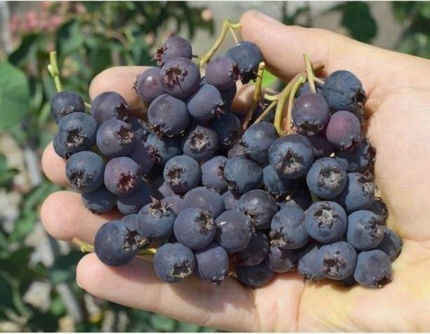 ŚWIDOŚLIWA MARTIN słodki DUŻY OWOC moc WITAMIN zdjęcie 1