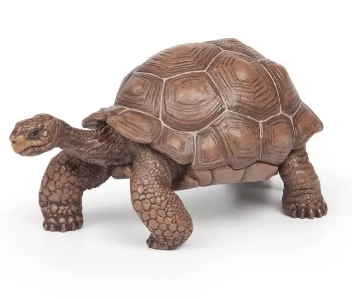 Żółw z Galapagos zdjęcie 1