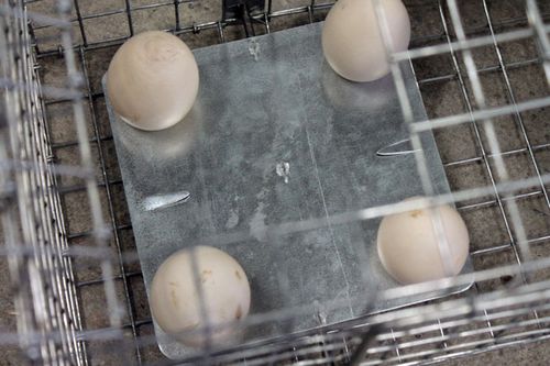 żywołapka pułapka lisy kuny wydry bobry koty na Arena.pl