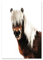 Plakat koń skandynawski 70x100 cm
