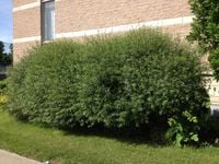 P9 WIERZBA PURPUROWA GRACILIS MIODODAJNA