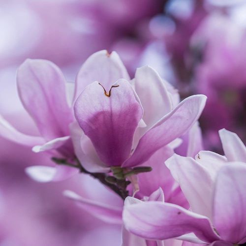 Deco Panel, Kwiaty magnolii 60x40 na Arena.pl