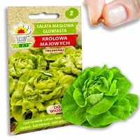 SAŁATA MASŁOWA KRÓLOWA MAJOWYCH WCZESNA JĘDRNA NASIONA SAŁATY 2G