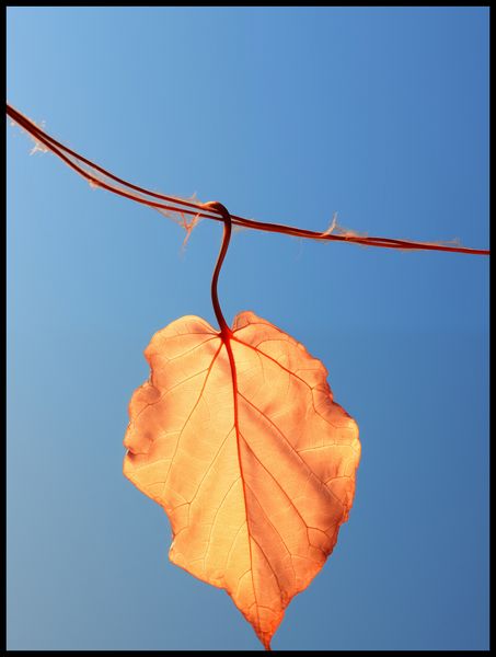 Plakat 75x100cm Ostatni Liść zdjęcie 2