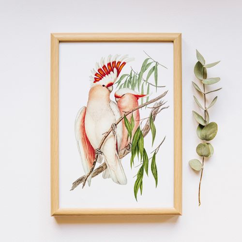 Plakat papugi vintage 30x40 cm na Arena.pl