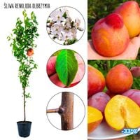 Śliwa Renkloda Olbrzymia duże owoce 180-220 cm
