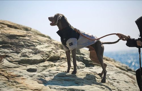 Ciepła Zimowa Kurtka dla Psa Kamizelka Polarowy Materiał Szara 3XL na Arena.pl