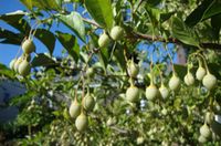 STYRAK OKRĄGŁOLISTNY Styrax obassia - NASIONA 25 sztuk - 10g.