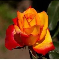 RÓŻA wielkokwiatowa herbaciano - czerwona - sadzonki 20 / 30 cm