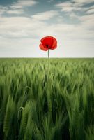 Plakat 67,5x100cm Samotny Mak na Polu