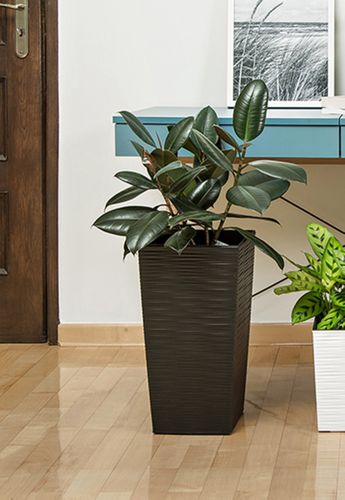 FIKUS ELASTIKA ROBUSTA 65cm na Arena.pl