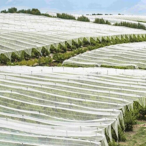 Agrowłóknina biała otulina okryciowa HEVA 1,6x50m 17g wiosenna zimowa UV2% na Arena.pl