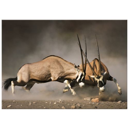 Obraz 70X50 Starcie Oryksów na Arena.pl