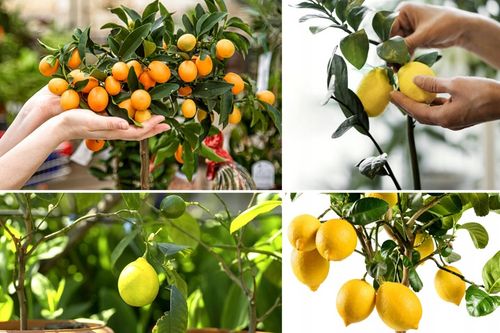 ZIEMIA PODŁOŻE DO CYTRUSÓW OLIWEK CYTRYNY OLEANDRA Z NAWOZEM + na Arena.pl