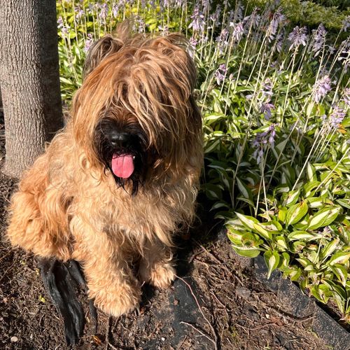 Funkia Hosta 'Risky Business' Doniczka 2.0L Biało zielone liście na Arena.pl