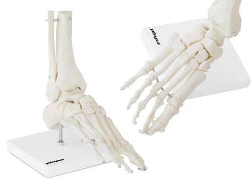 Staw skokowy - model anatomiczny Physa PHY-FM-2 na Arena.pl