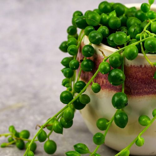 SENECIO rowleyanus STARZEC ROWLEYA D6cm ZIELONE KORALIKI NA SZNURECZKU na Arena.pl