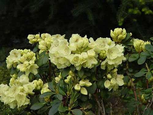 Różanecznik Goldkrone C3 E na Arena.pl