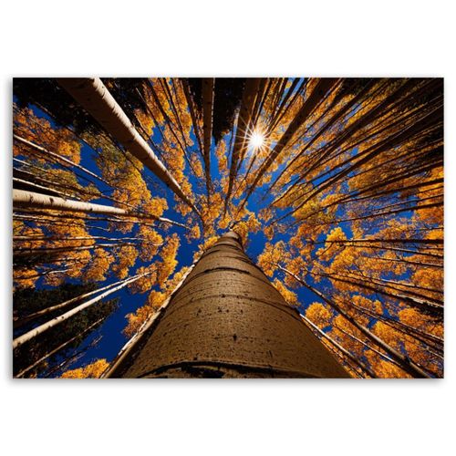 Emaga Obraz na płótnie, Korony drzew - 100x70 na Arena.pl