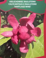 product-compare-53226962