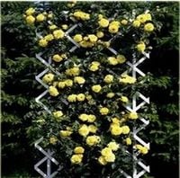 RÓŻA pnąca jasno żółta odporna na mróz - sadzonki 20 / 30 cm