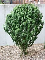 P9 DEREŃ BIAŁY HESSEI