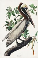 Plakat 61x91,5cm Pelikan Brunatny, J.J.Audubon, Vintage do Salonu