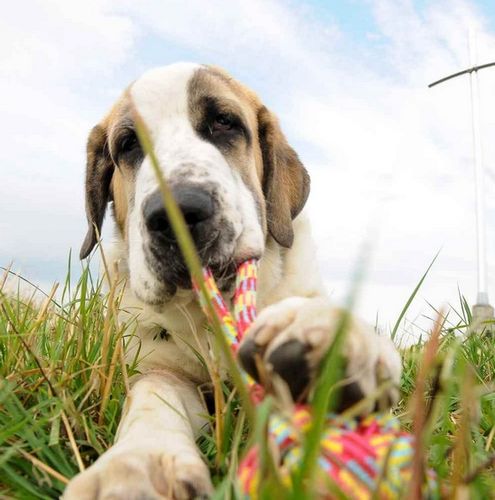 Dingo Piłka Plecionka Ze Sznura 250G/27Cm na Arena.pl
