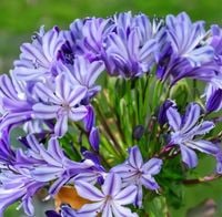 Lilia Agapant Poppin Star C2