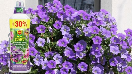 NAWÓZ DO ROŚLIN BALKONOWYCH PELARGONII SURFINII PETUNII PŁYNNY 1,3L COMPO na Arena.pl