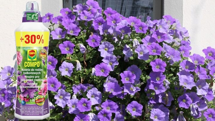 NAWÓZ DO ROŚLIN BALKONOWYCH PELARGONII SURFINII PETUNII PŁYNNY 1,3L COMPO zdjęcie 4