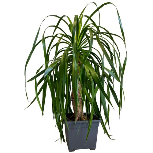 DRACENA DRACO SMOCZA 120 cm na Arena.pl