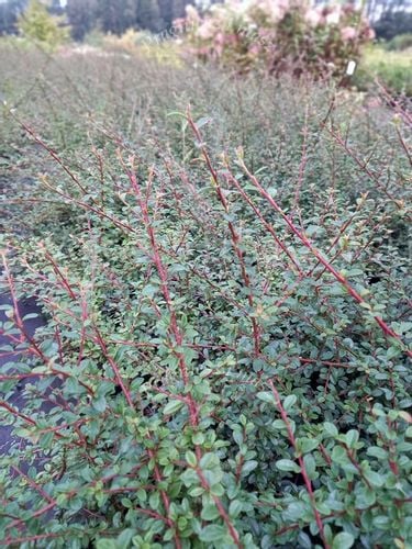 Irga szwedzka Coral Beauty karłowy krzew okrywowy na Arena.pl