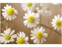 100 70CM OBRAZ PŁÓTNO RUMIANEK POSPOLITY PŁÓTNO RAMA