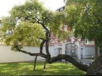 SZAKŁAK POSPOLITY - sadzonki 70 / 100 cm