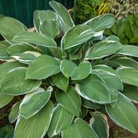 Funkia 'Tom Schmid' (Hosta) Doniczka 2.0L Białe marginesy