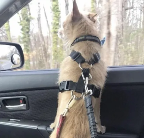 Pokrowiec Mata dla Psa do Samochodu z Kieszonkami na Arena.pl