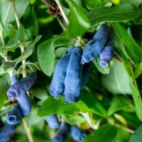 Jagoda kamczacka 'Zojka' Plenna W doniczce, duże owoce (Lonicera caerulea)