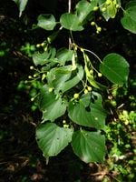 Lipa drobnolistna SADZONKI 50-80cm Tilia Cordata
