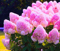 WIELKA Hortensja VANILLE FRAISE 35L Najpiękniejsza Różowa