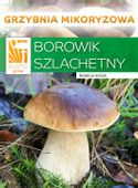 Mikoryza BOROWIK SZLACHETNY leśne grzyby GRZYBNIA