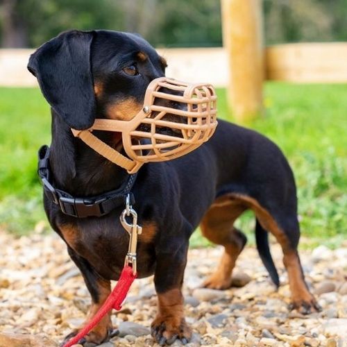 BASKERVILLE CLASSIC 7 KAGANIEC FIZJOLOGICZNY dla Psa z OSŁONĄ M-L 26/7cm na Arena.pl